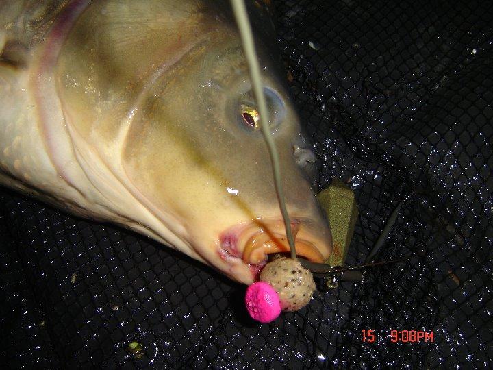 Partide de pescuit  - 3028072634009036910521993843547n.jpg